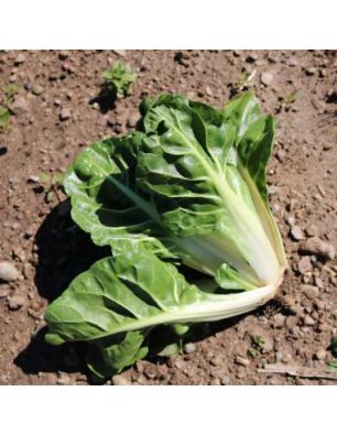 Sementes Acelga Glatter Silber Bio Sementes