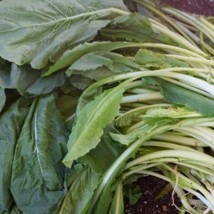 Couve-nabiça Doce Maria Bio 4g