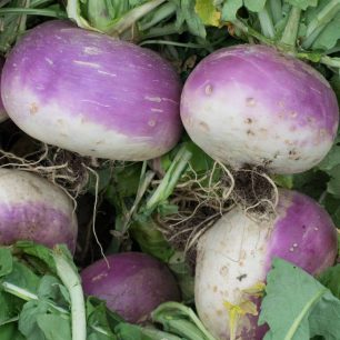 Sementes Nabo di Milano Bio