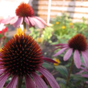 Sementes Equinácea 0,5 g