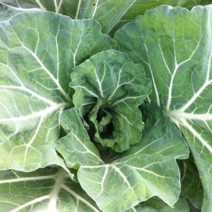 Semente Couve Tronchuda Bio 1,5g