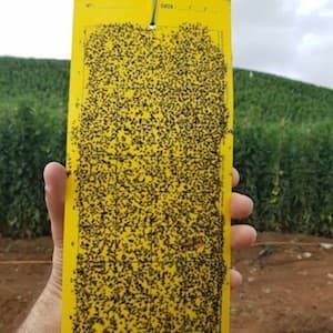 Placas cromáticas anti-pragas (25 unidades) | 25x20