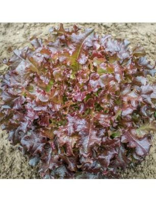 Sementes Alface 'Red Salad Bowl'
