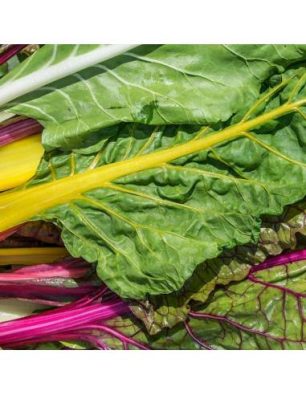 Sementes Acelga Multicor Bio