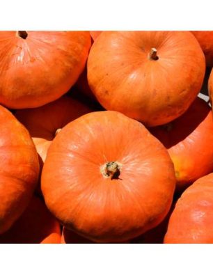 Sementes Abóbora Rouge Vif d'Etampes